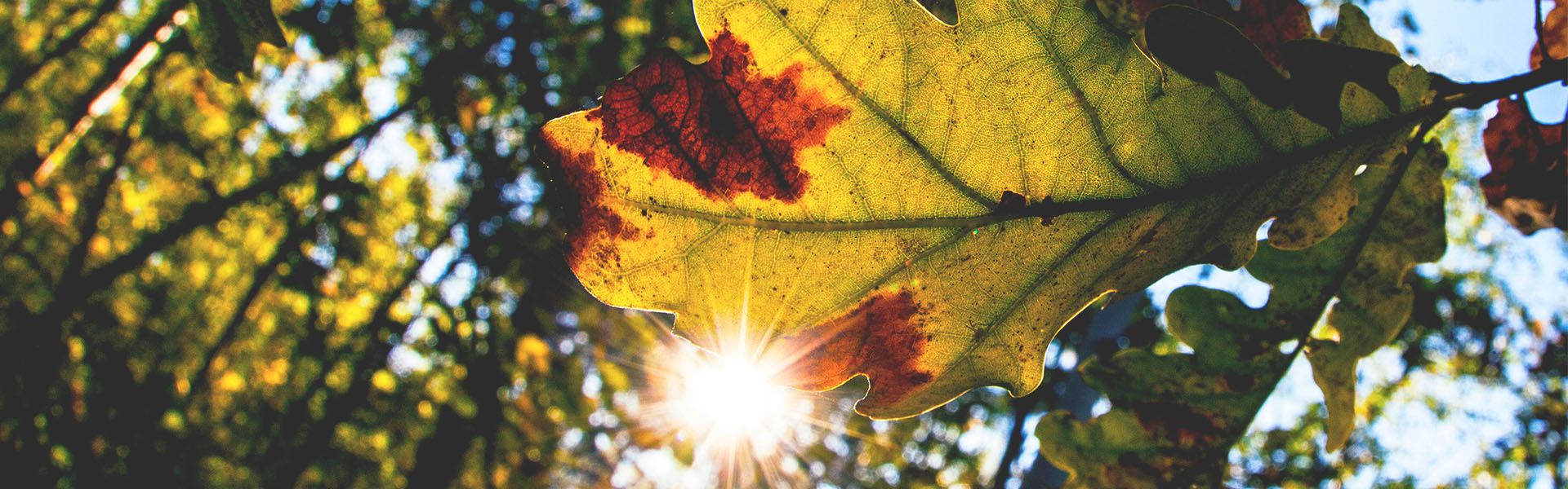 What Does Oak Wilt Look Like | Signs of Oak Wilt | What Causes Oak Wilt | How To Stop Oak Wilt