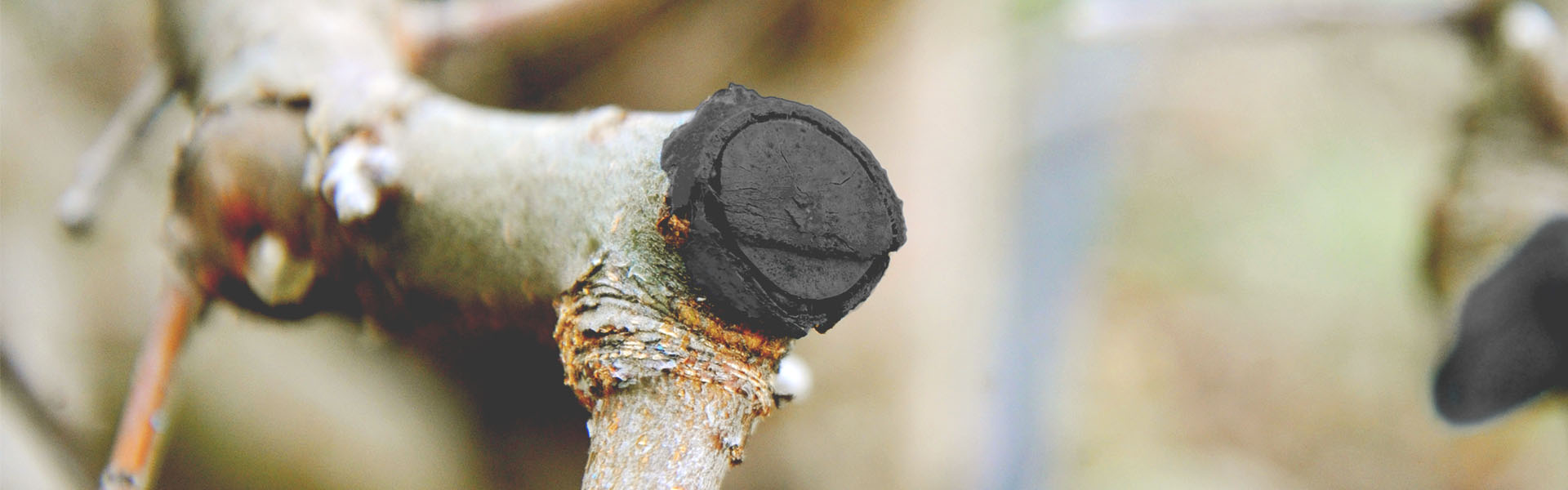 How To Treat Oak Wilt | Oak Wilt Prevention | Can You Treat Oak Wilt | DIY Oak Wilt Treatment