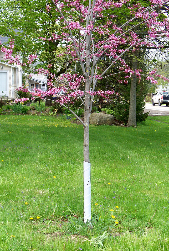 Plastic Tree Guards | DIY Tree Guards | Tree Plastic Guard | Plastic Tree Protectors