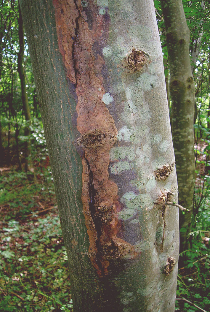 Tree Bark Sunscald | Protective Tree Wrap | Protective Tree Wrapping | What Is Sunscald