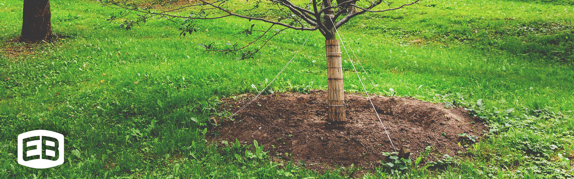 Heavy Duty Tree Stakes | Wooden Tree Stakes | Hardwood Tree Stakes | Large Tree Stakes