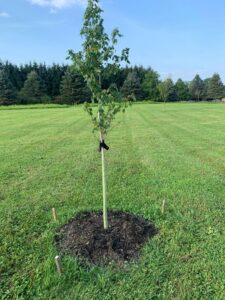 Tree Support Stakes | Tree Stakes and Ties | Heavy Duty Tree Stakes | Hardwood Tree Stakes