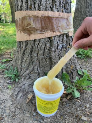 Tree Banding | Banding a Tree | Sticky Tree Bands | Banding Kit