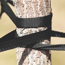 Why Trees Lean and How Tree Straps Can Help | Eaton Brothers