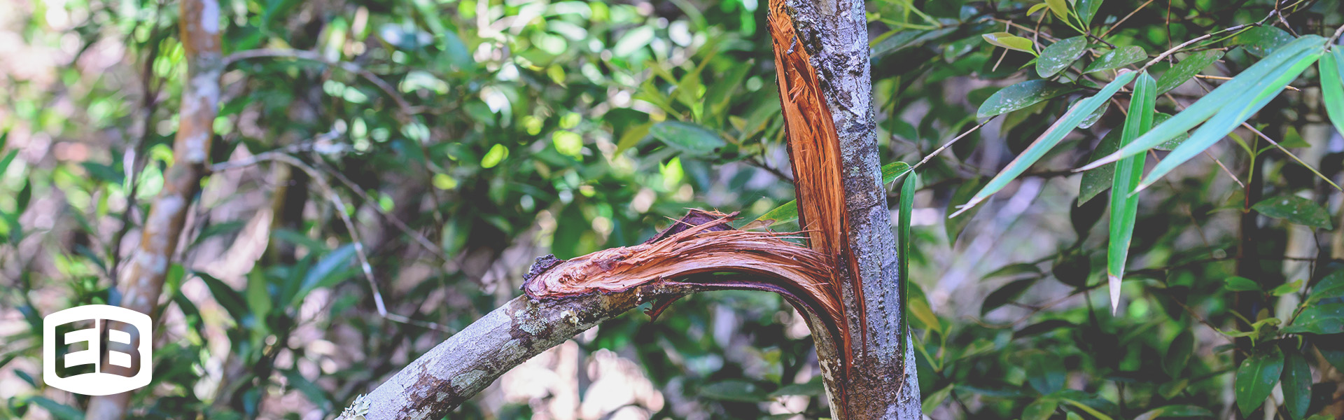 Repairing Damaged Tree Bark