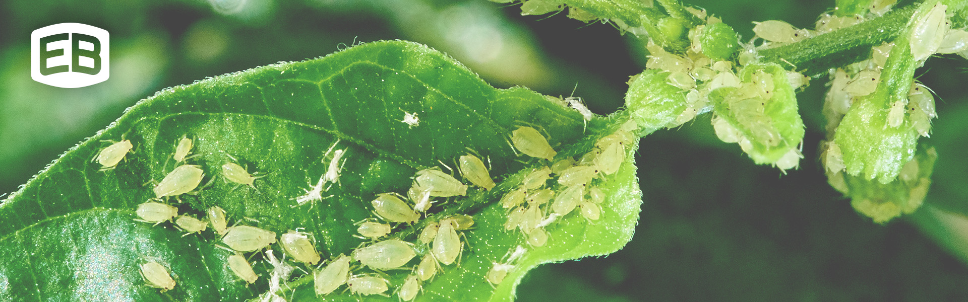 Common Tree Pests: How to Spot and Stop Them | Eaton Brothers