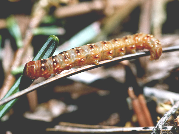 Spruce Budworms | Spruce Budworm Damage | How to Get Rid of Spruce Budworm | Spruce Budworm Control | Tree Pest Control
