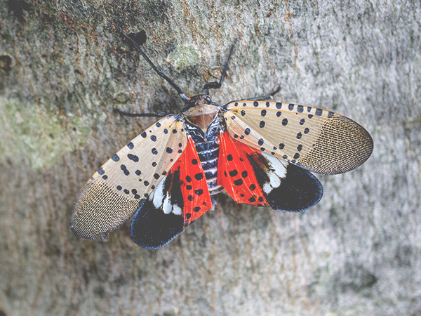 Spotted Lanternfly Tree Damage | Spotted Lanternfly Damage to Trees | Spotted Lanternfly Control | How to Control Spotted Lanternfly | Tree Pest Control
