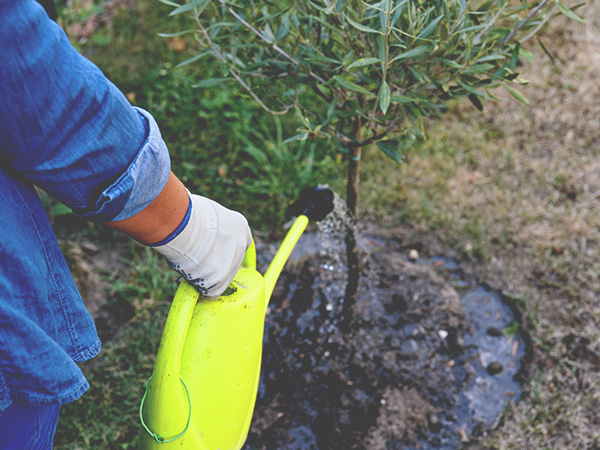 How to Water Newly Planted Trees | How Often to Water a Newly Planted Tree | How Much to Water a Newly Planted Tree | How to Water a New Tree | How to Water Mature Trees