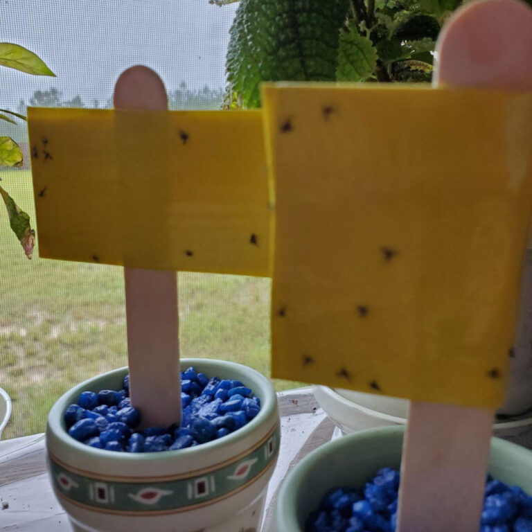 Tanglefoot Tangle Trap Sticky Coating | Tanglefoot Sticky Trap | Tanglefoot Sticky Coating | Tanglefoot Adhesive | Tanglefoot Glue